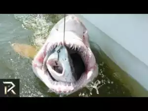 Video: 15 Strangest Things Discovered Inside A Shark
